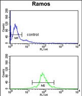FC - U2AF1 Antibody (Center Y114) AP2802d